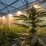 Plante autofleurissante au centre d une serre moderne avec systeme d arrosage.