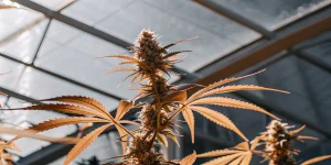 Plante de cannabis aux feuilles cuivrees en serre sous lumiere naturelle.