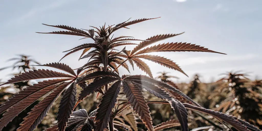 Plante de cannabis aux feuilles rouges en floraison en exterieur.