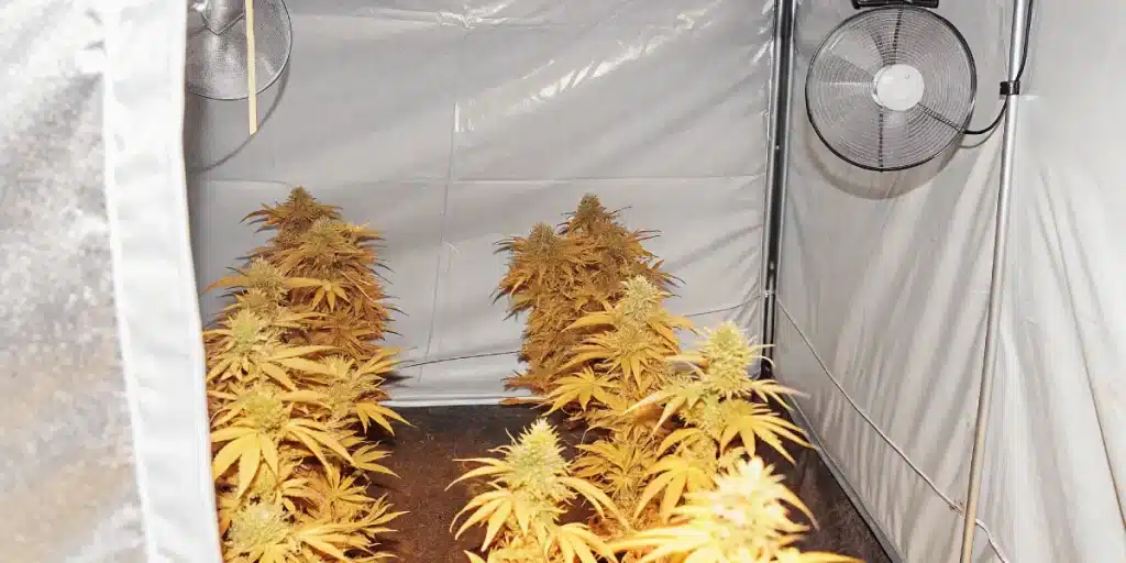 Plantes de cannabis en floraison avancée cultivées en intérieur avec feuilles jaunissantes sous éclairage artificiel.