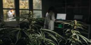 Plant de cannabis en laboratoire avec chercheurs en arriere plan.