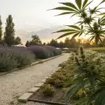 Plants de cannabis a cote de lavande dans un jardin au coucher du soleil.