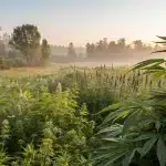 Plante de cannabis poussant dans une prairie naturelle riche en biodiversité.