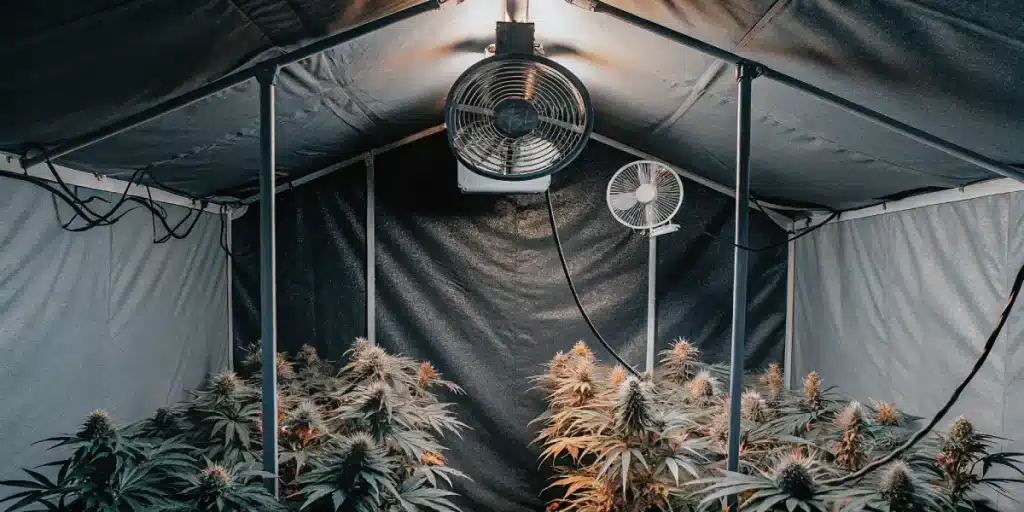 Chambre de culture de cannabis en intérieur avec ventilateurs et plantes en floraison