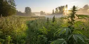 Plants de cannabis poussant dans un champ naturel au lever du soleil.