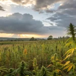 Champ de cannabis en exterieur sous un ciel orageux au coucher du soleil.