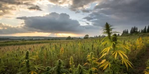 Champ de cannabis en exterieur sous un ciel orageux au coucher du soleil.