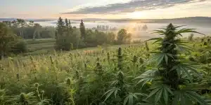 Champ de cannabis dans un paysage naturel au lever du soleil.