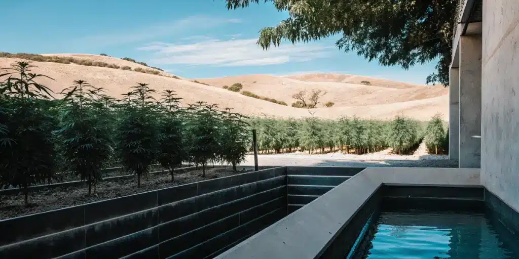 Champ de cannabis en plein air entouré de collines dans un environnement sec et ensoleillé.