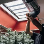 Cultivateur ajustant le systeme de ventilation dans une culture de cannabis en serre.