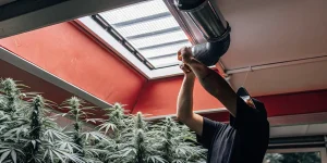 Cultivateur ajustant le systeme de ventilation dans une culture de cannabis en serre.