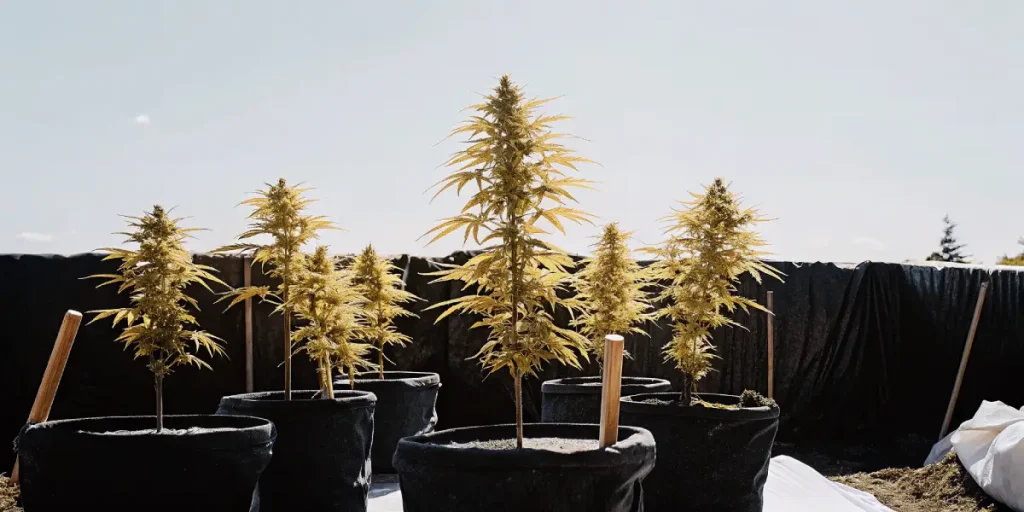 Culture de cannabis en extérieur en pots noirs, plantes en floraison sous un ciel dégagé