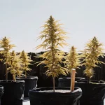 Culture de cannabis en extérieur en pots noirs, plantes en floraison sous un ciel dégagé