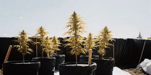 Culture de cannabis en extérieur en pots noirs, plantes en floraison sous un ciel dégagé