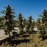 Culture de cannabis en extérieur dans des bacs surélevés exposés au soleil sous un ciel bleu