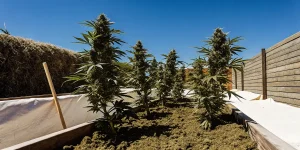 Culture de cannabis en extérieur dans des bacs surélevés exposés au soleil sous un ciel bleu