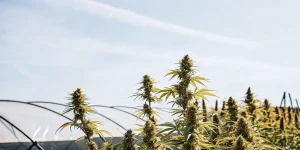 Culture de cannabis en extérieur avec des plantes matures poussant sous une serre tunnel en pleine lumière naturelle.
