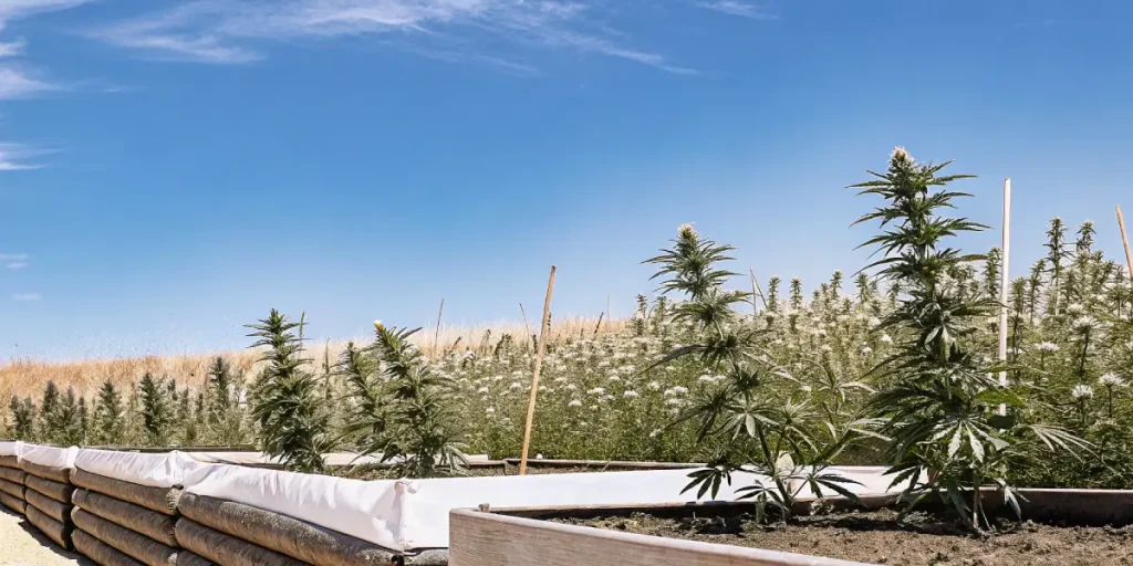 Culture de cannabis en extérieur en pleine terre sous un ciel dégagé