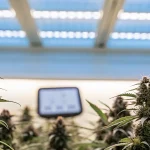 culture de cannabis en intérieur sous éclairage led avec plantes en floraison dans un environnement contrôlé