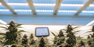 culture de cannabis en intérieur sous éclairage led avec plantes en floraison dans un environnement contrôlé