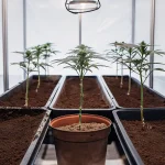 Jeunes plants de cannabis cultivés en intérieur dans des bacs remplis de substrat, sous éclairage LED horticole