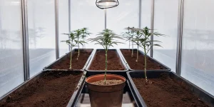 Jeunes plants de cannabis cultivés en intérieur dans des bacs remplis de substrat, sous éclairage LED horticole