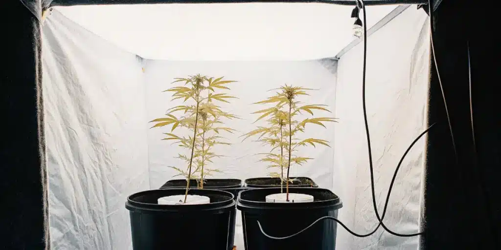 jeunes plants de cannabis cultivés en intérieur sous éclairage artificiel dans une tente de culture