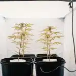 jeunes plants de cannabis cultivés en intérieur sous éclairage artificiel dans une tente de culture