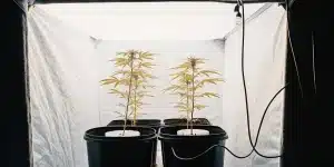 jeunes plants de cannabis cultivés en intérieur sous éclairage artificiel dans une tente de culture