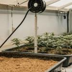 Culture de cannabis en intérieur sous lampe LED pendant la phase de floraison, avec des plantes bien développées dans une tente de culture.