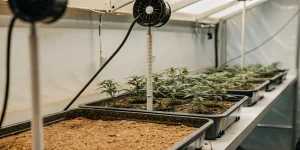 Culture de cannabis en intérieur sous lampe LED pendant la phase de floraison, avec des plantes bien développées dans une tente de culture.