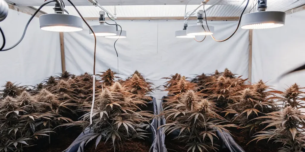 Culture de cannabis en intérieur sous lampes LED avec plantes en phase avancée de floraison