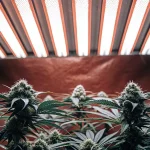 Culture de cannabis en intérieur sous éclairage LED pendant la phase de floraison