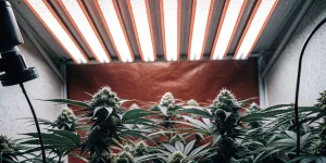 Culture de cannabis en intérieur sous éclairage LED pendant la phase de floraison