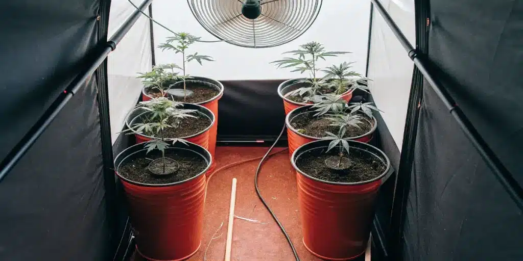 plants de cannabis en pots cultivés en intérieur avec ventilation et éclairage contrôlé