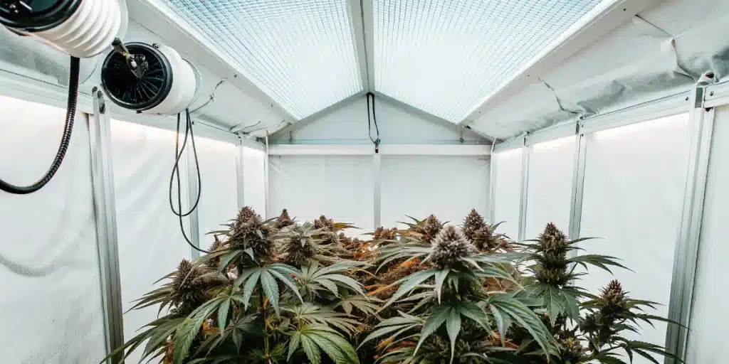 Culture de cannabis en intérieur sous serre avec éclairage LED et ventilation contrôlée
