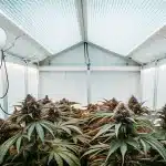 Culture de cannabis en intérieur sous serre avec éclairage LED et ventilation contrôlée