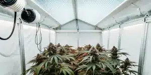 Culture de cannabis en intérieur sous serre avec éclairage LED et ventilation contrôlée