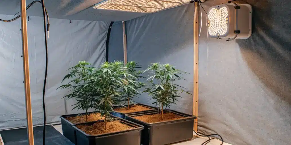 culture de cannabis en intérieur sous lampe LED dans une tente de culture contrôlée