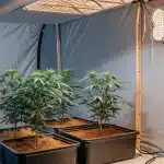 culture de cannabis en intérieur sous lampe LED dans une tente de culture contrôlée