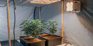 culture de cannabis en intérieur sous lampe LED dans une tente de culture contrôlée