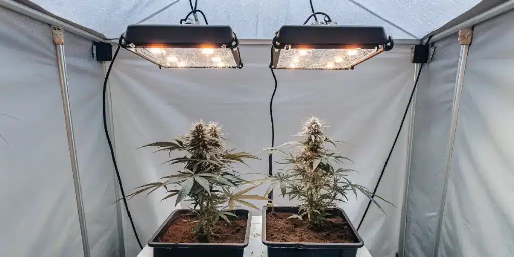 Plantes de cannabis cultivées en intérieur sous lampes LED dans une tente de culture