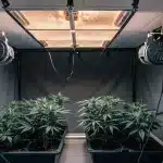 culture de cannabis en intérieur sous lampe led avec ventilation active et plantes en pots