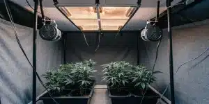culture de cannabis en intérieur sous lampe led avec ventilation active et plantes en pots