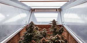 Têtes de cannabis matures cultivées en intérieur sous une lucarne laissant entrer la lumière naturelle.