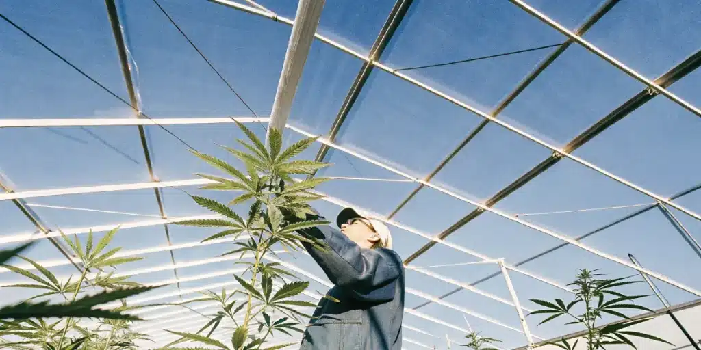 Culture de cannabis en serre avec agriculteur surveillant la croissance des plantes.