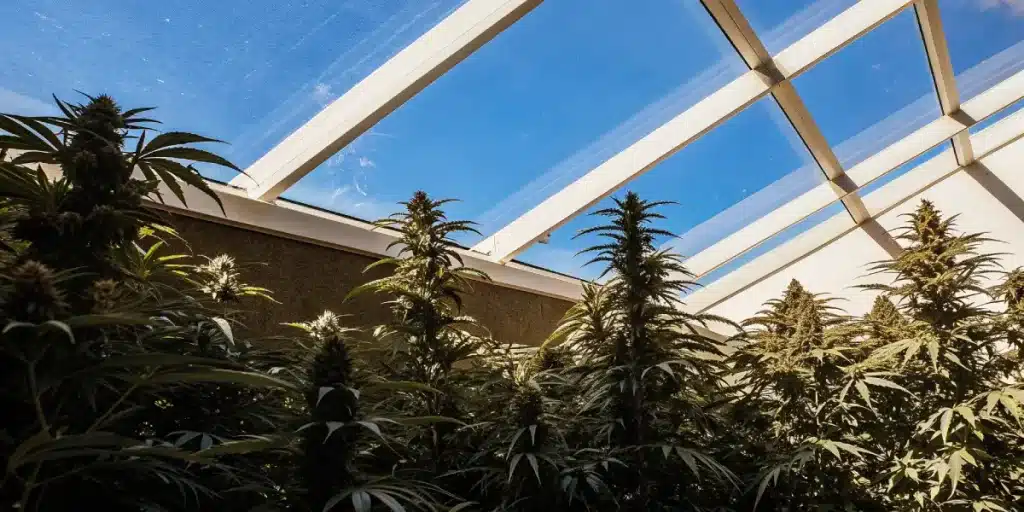Plants de cannabis cultivés dans une serre avec toit en verre et lumière naturelle.