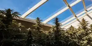 Plants de cannabis cultivés dans une serre avec toit en verre et lumière naturelle.