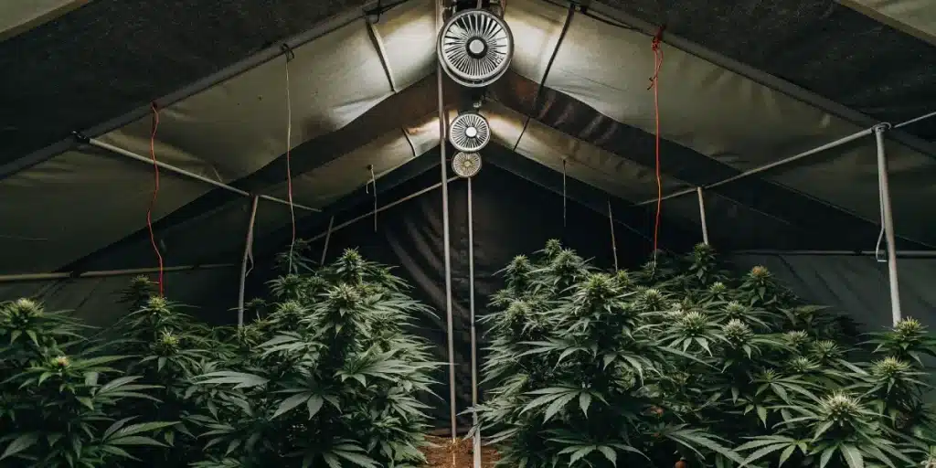Culture de cannabis en intérieur sous tente avec ventilation active et plantes en floraison