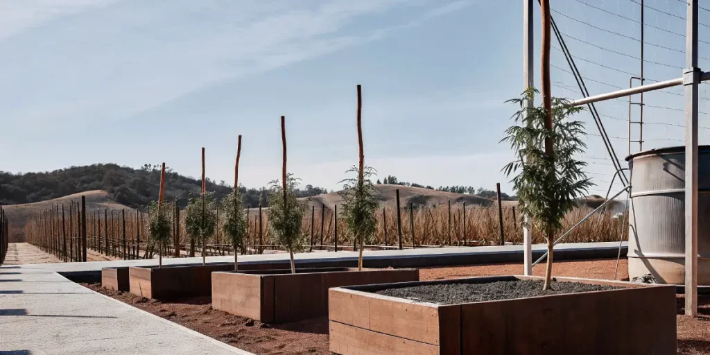 Plantes de cannabis cultivées en bacs surélevés dans un environnement extérieur contrôlé.